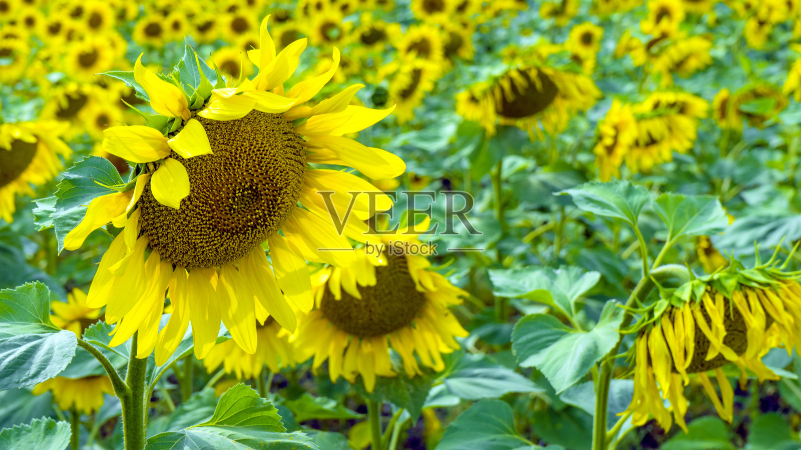 无边无际的向日葵。农业领域照片摄影图片