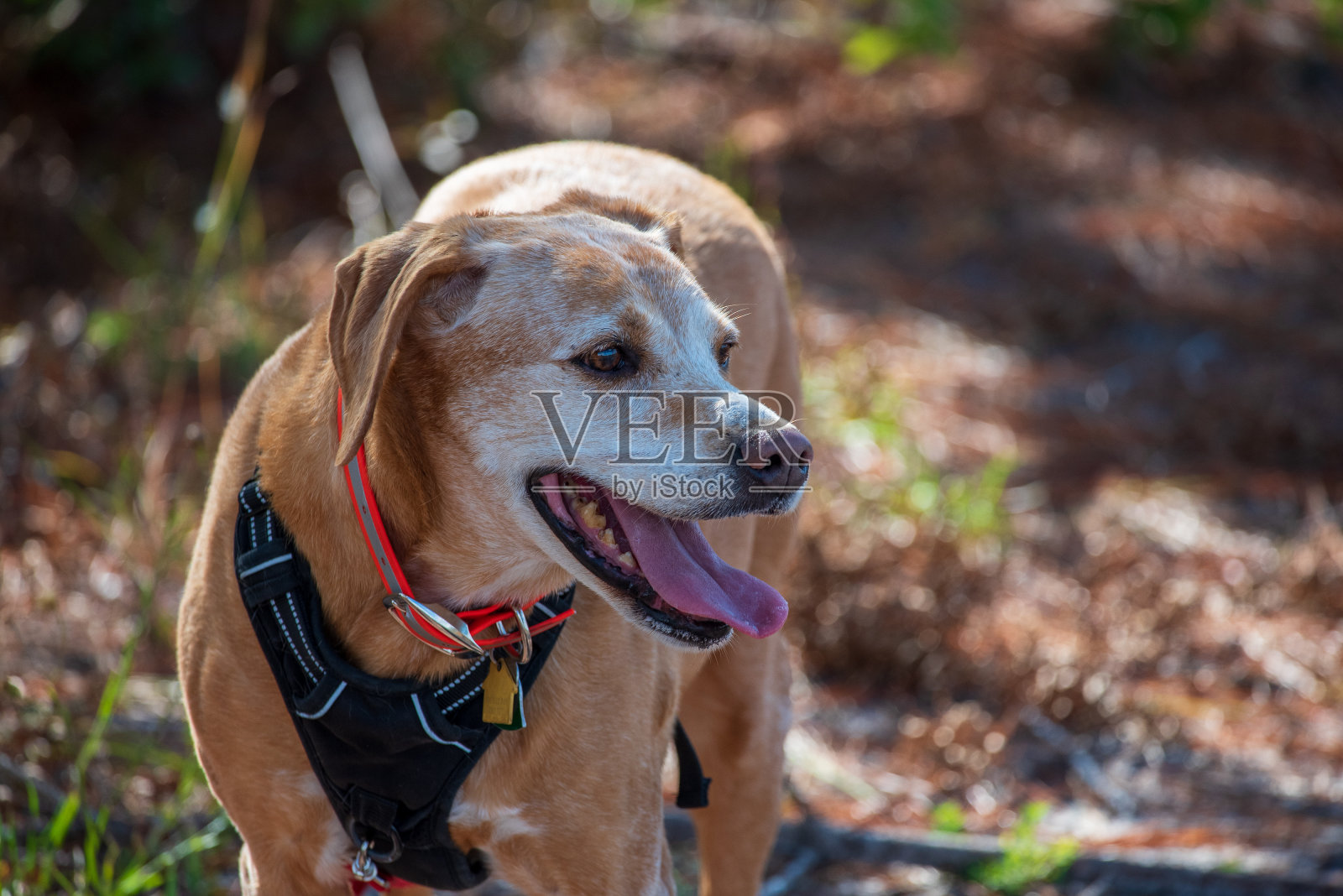 拉布拉多犬在森林里玩耍照片摄影图片