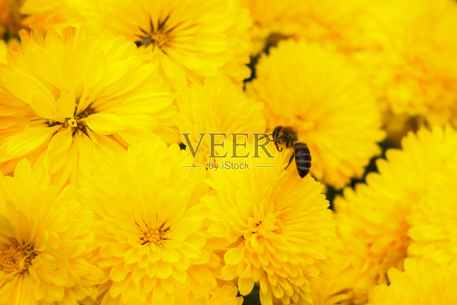 蜜蜂在黄色菊花上。美丽明亮的黄色秋花为整个框架照片摄影图片