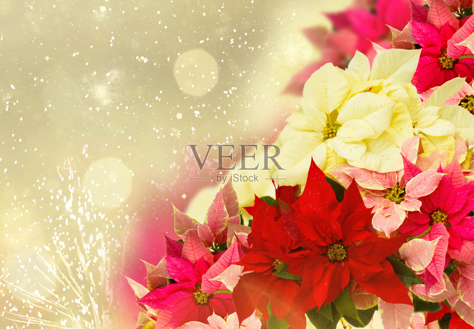 粉红一品红花或圣诞星框照片摄影图片