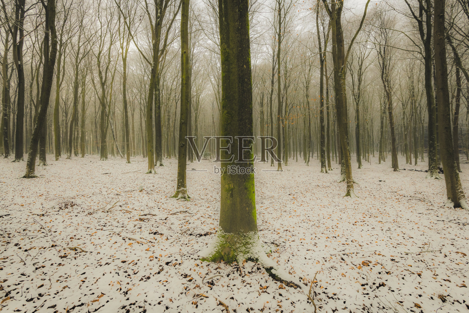 在寒冷的雪天里,在薄雾和积雪的森林中生长着形状笔直的山毛榉树照片摄影图片