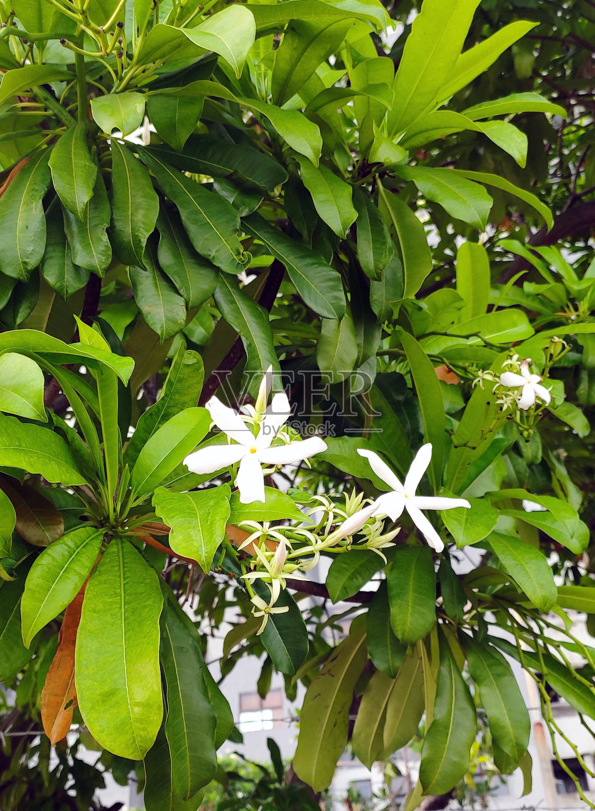 建筑与自然,海芒果花照片摄影图片