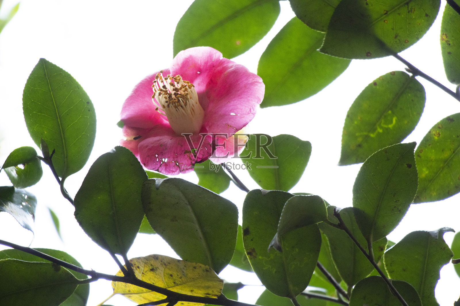 粳稻照片摄影图片