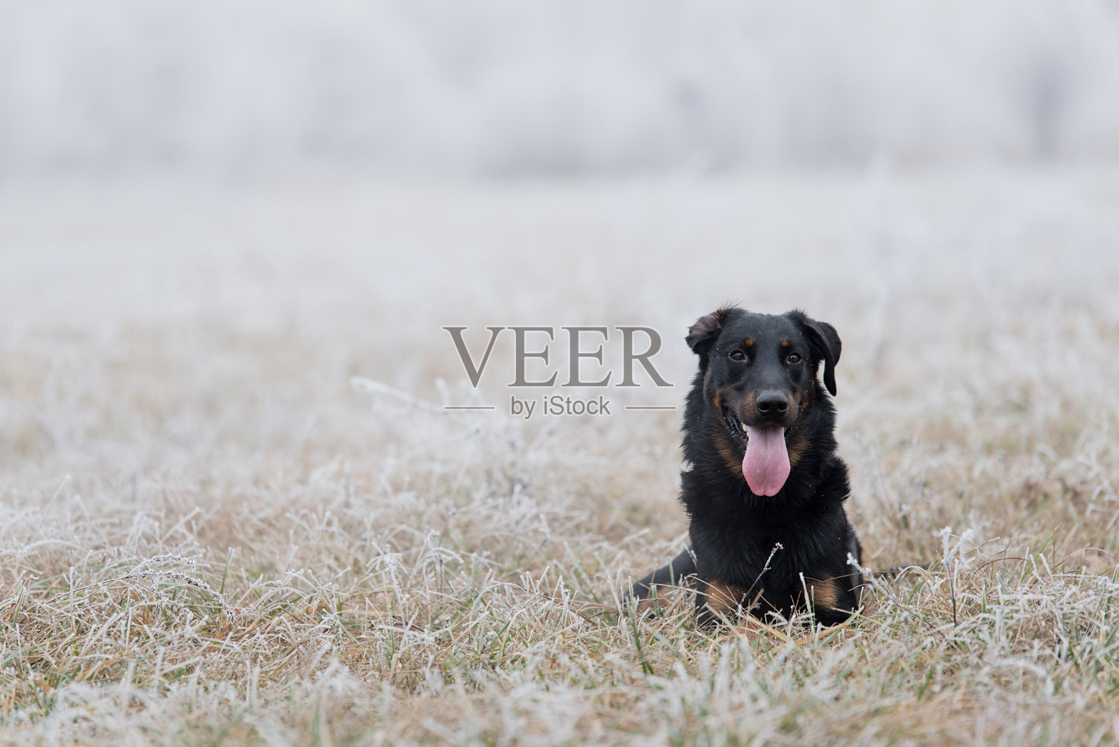 冬天的一天,美丽的牧羊犬在田野里休息照片摄影图片