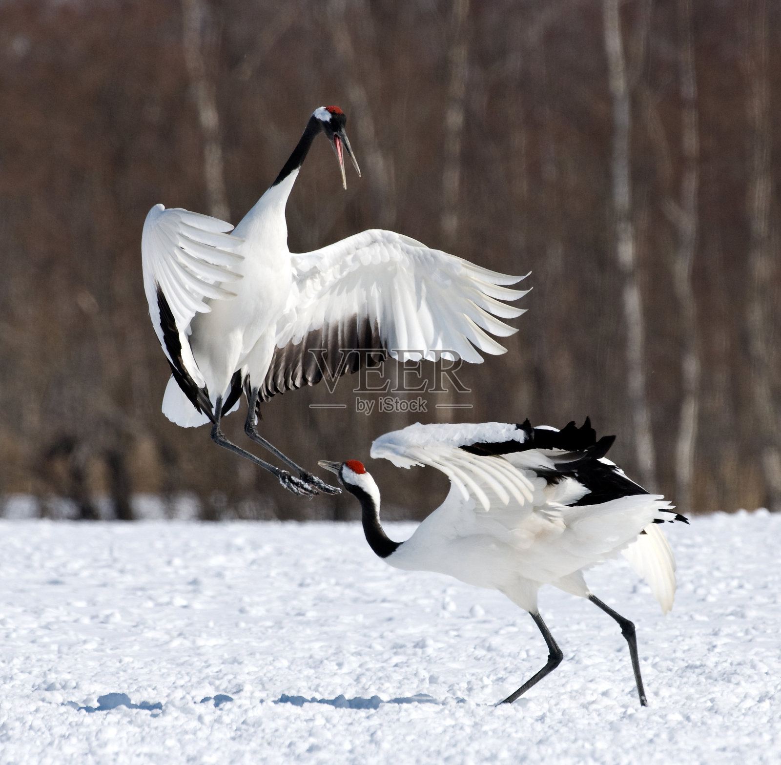 丹顶鹤在雪地里表演舞蹈照片摄影图片
