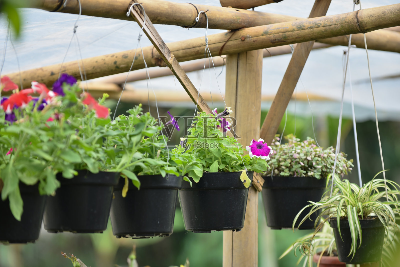 花园里的红花照片摄影图片