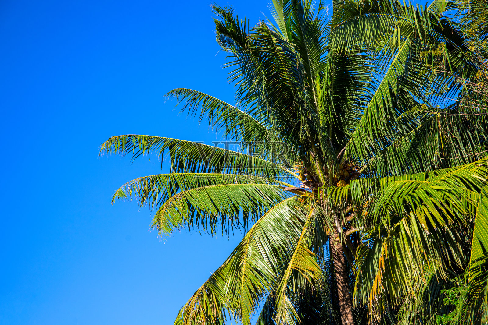 绿色的棕榈树冠与蓬松的叶子在蓝天的背景。椰子树的场景。暑假横幅模板与文本的地方。蓬松的棕榈叶景观。奇特的自然卡照片摄影图片