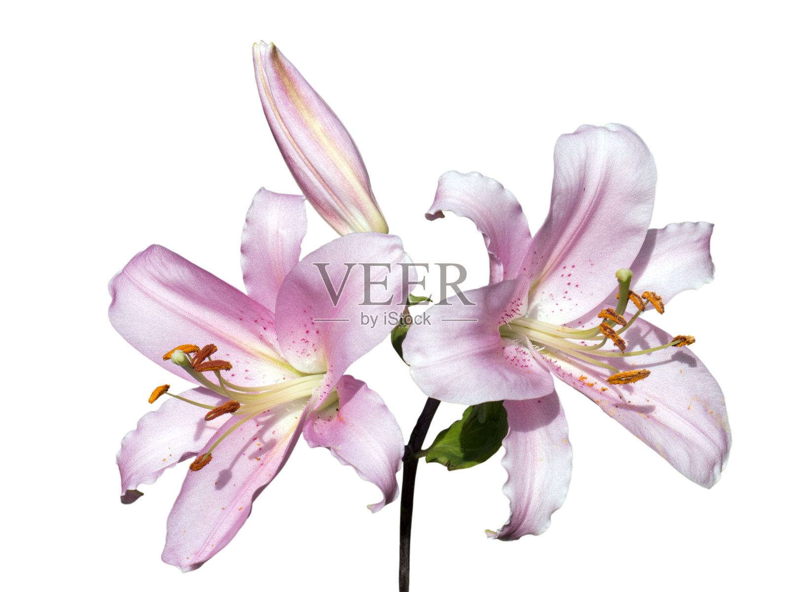 三朵百合开着花,茎叶侧视孤立照片摄影图片