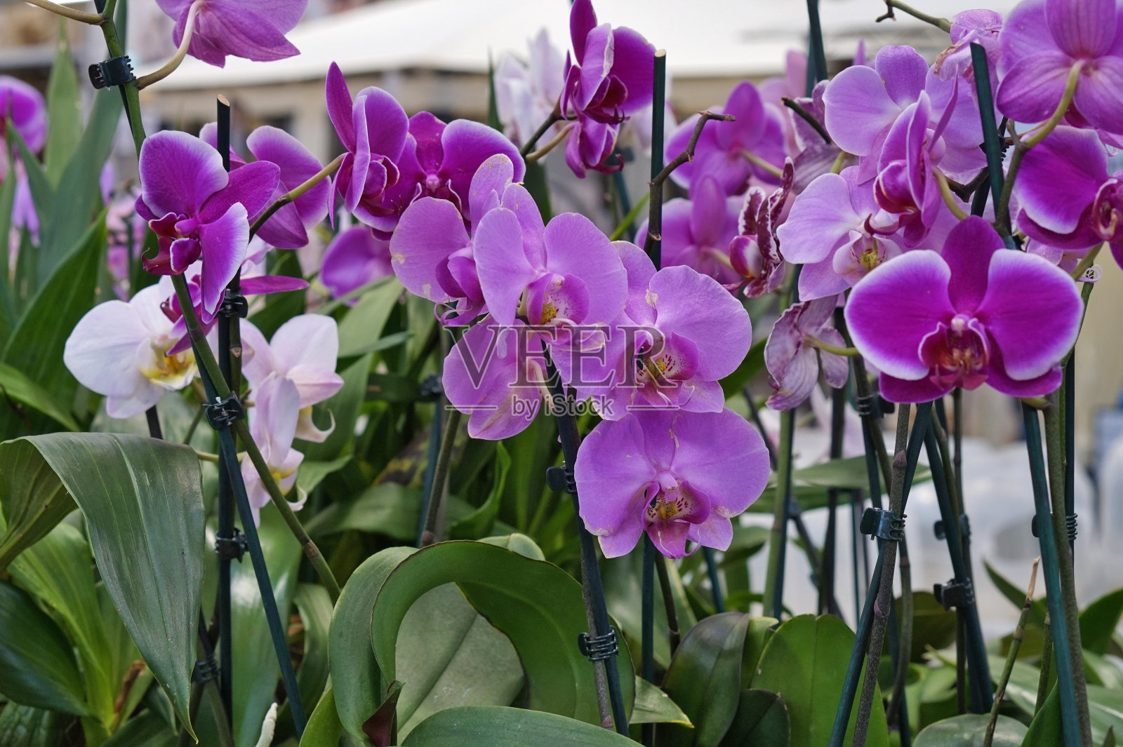 这家商店出售盛开的紫色兰花照片摄影图片