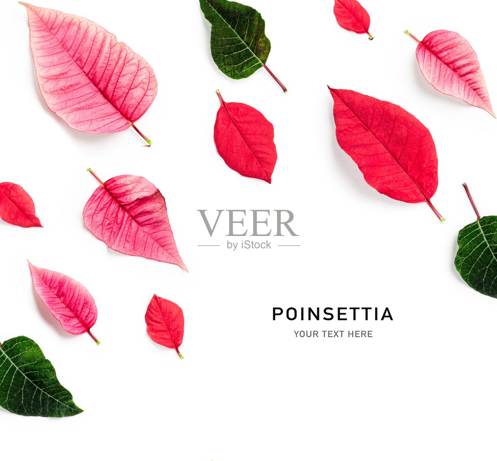 圣诞花一品红的花瓣和叶子照片摄影图片