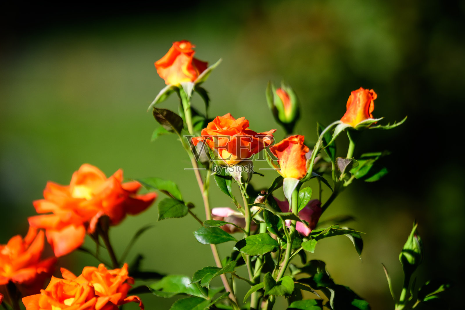 这张照片拍摄于夏季花园中,在阳光的直射下,许多大而精致的鲜黄色的玫瑰正盛开,背景中有模糊的绿叶照片摄影图片