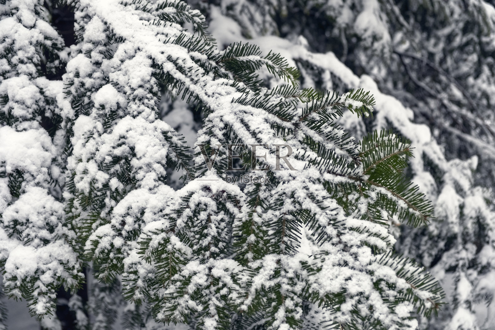 杉树枝上覆盖着雪的背景。冬天树的节日背景雪。节日圣诞卡片。自然背景。冬天的季节。照片摄影图片
