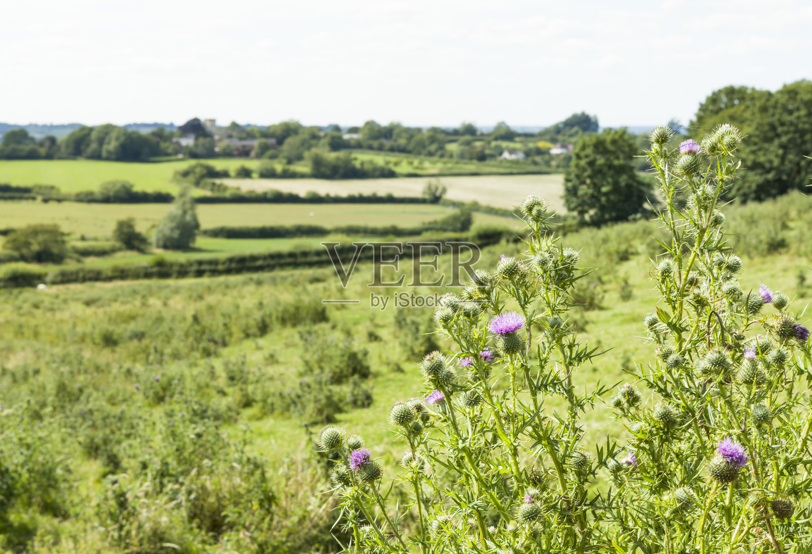英国白金汉郡乡间的野花(普通蓟)照片摄影图片