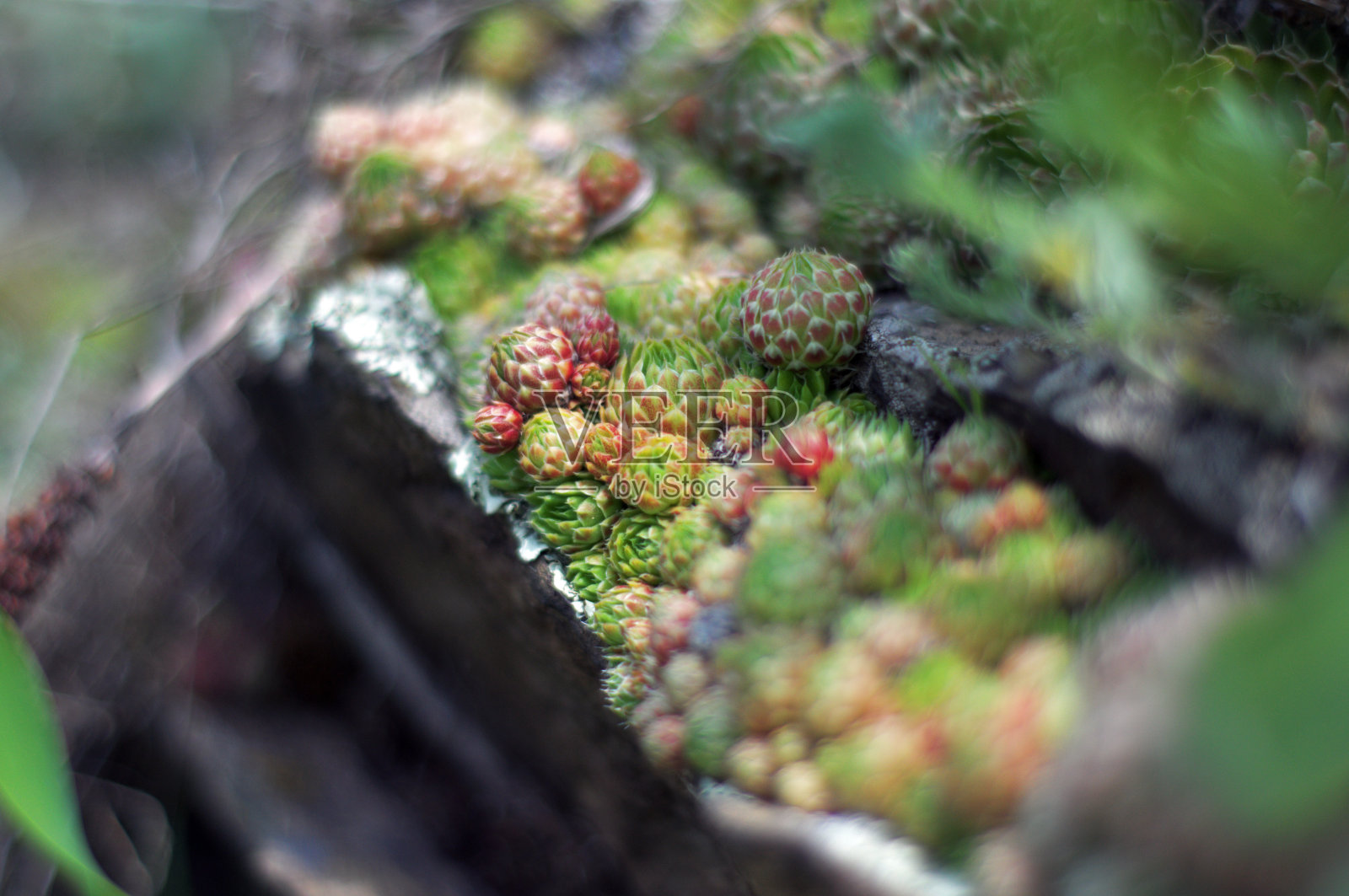 石玫瑰或再生花。石玫瑰。新生。照片摄影图片