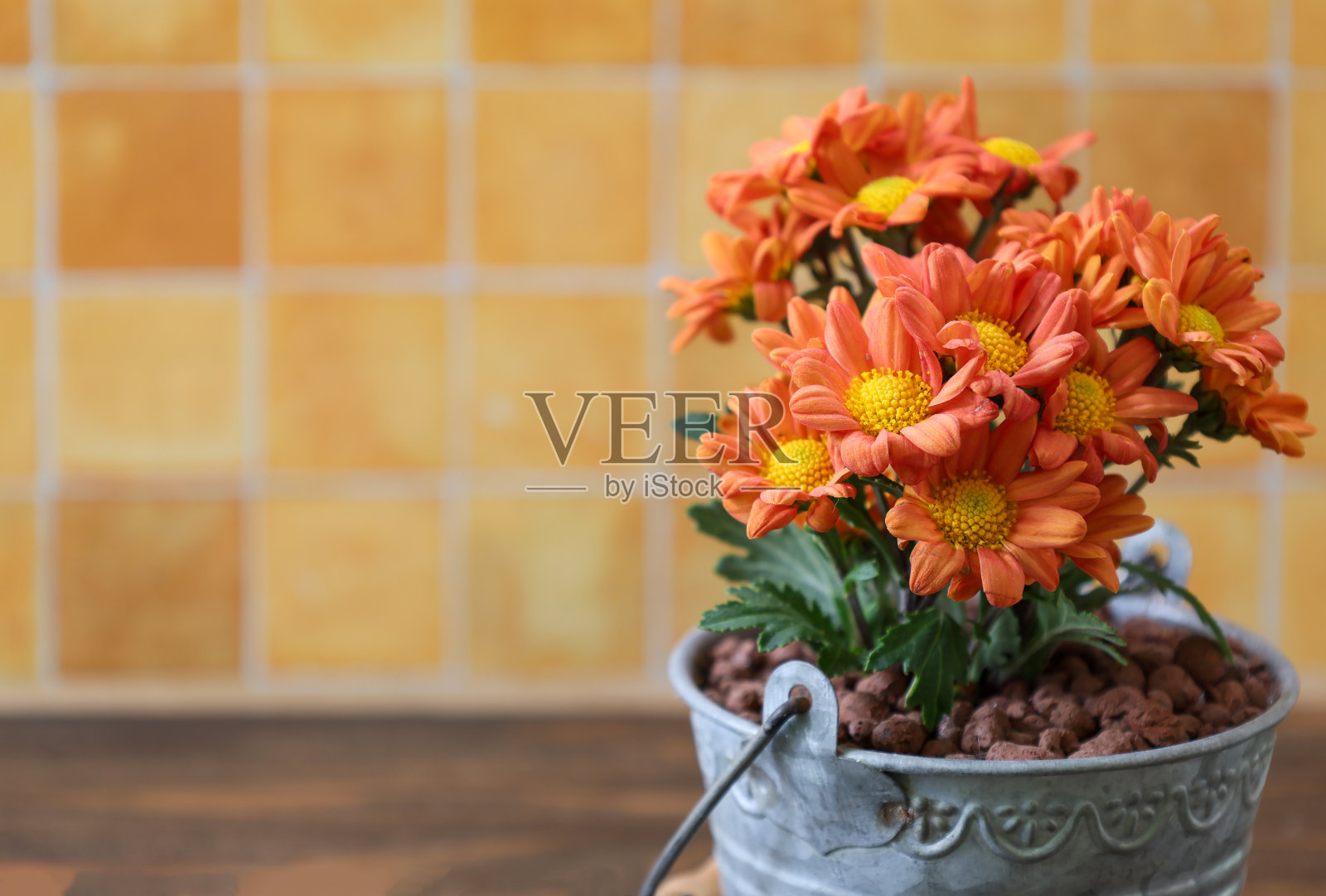 一束菊花在一个桶形的锡花盆照片摄影图片