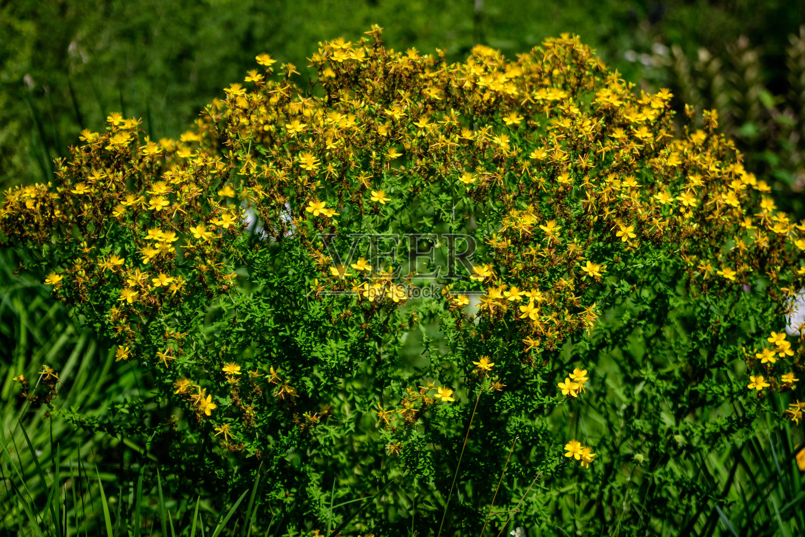 许多娇嫩的黄色花贯叶连翘植物,俗称穿孔或普通圣约翰草,在一个阳光明媚的春天的花园照片摄影图片