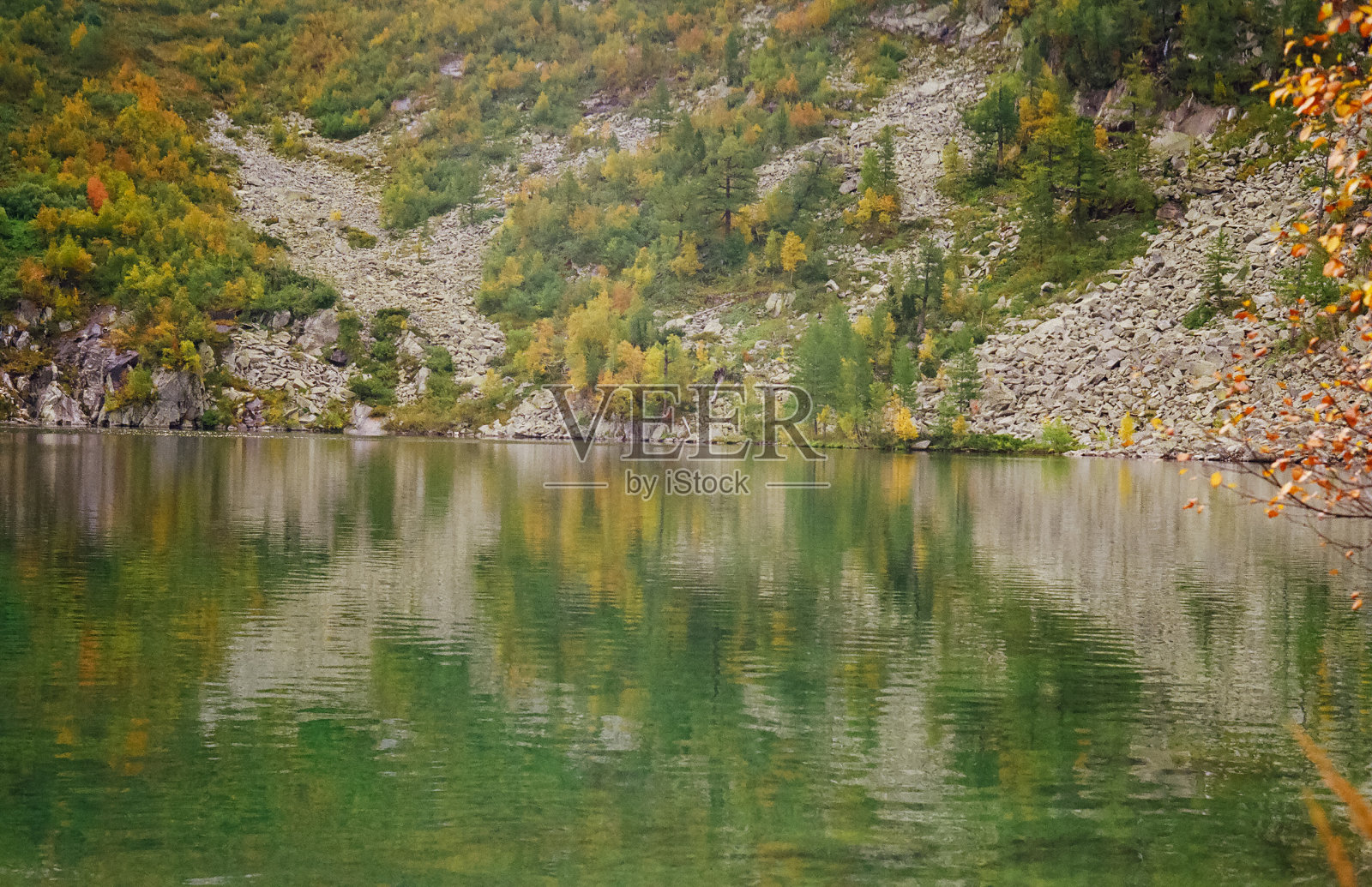 这条河位于阿尔泰山脉和森林之中。的本质照片摄影图片