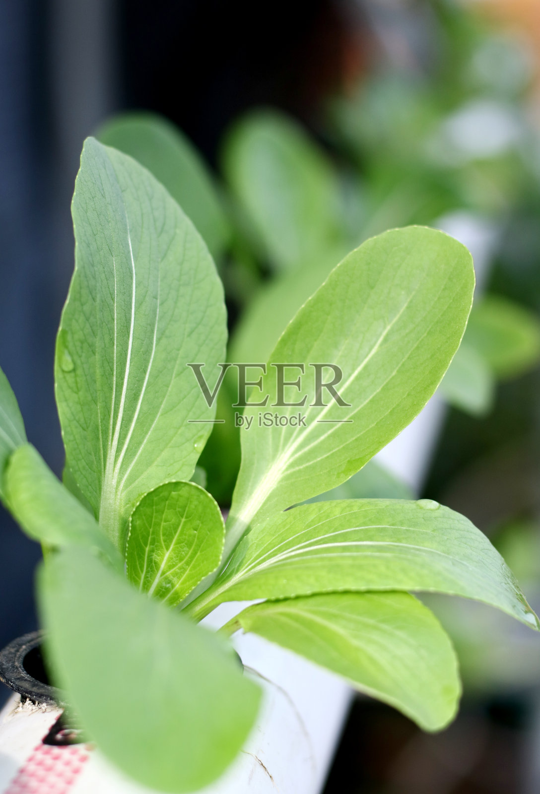 Pak崔工厂照片摄影图片