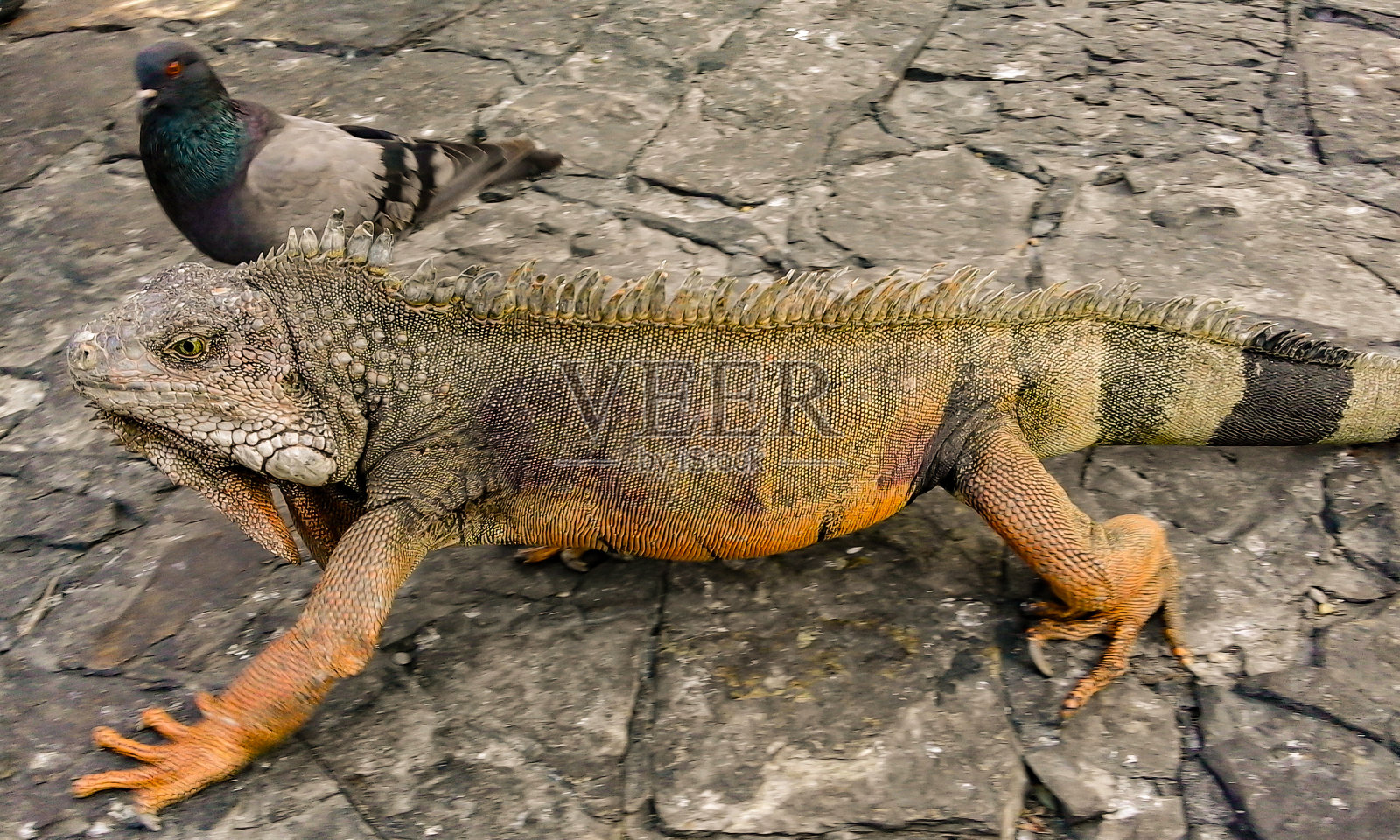 鬣蜥照片摄影图片