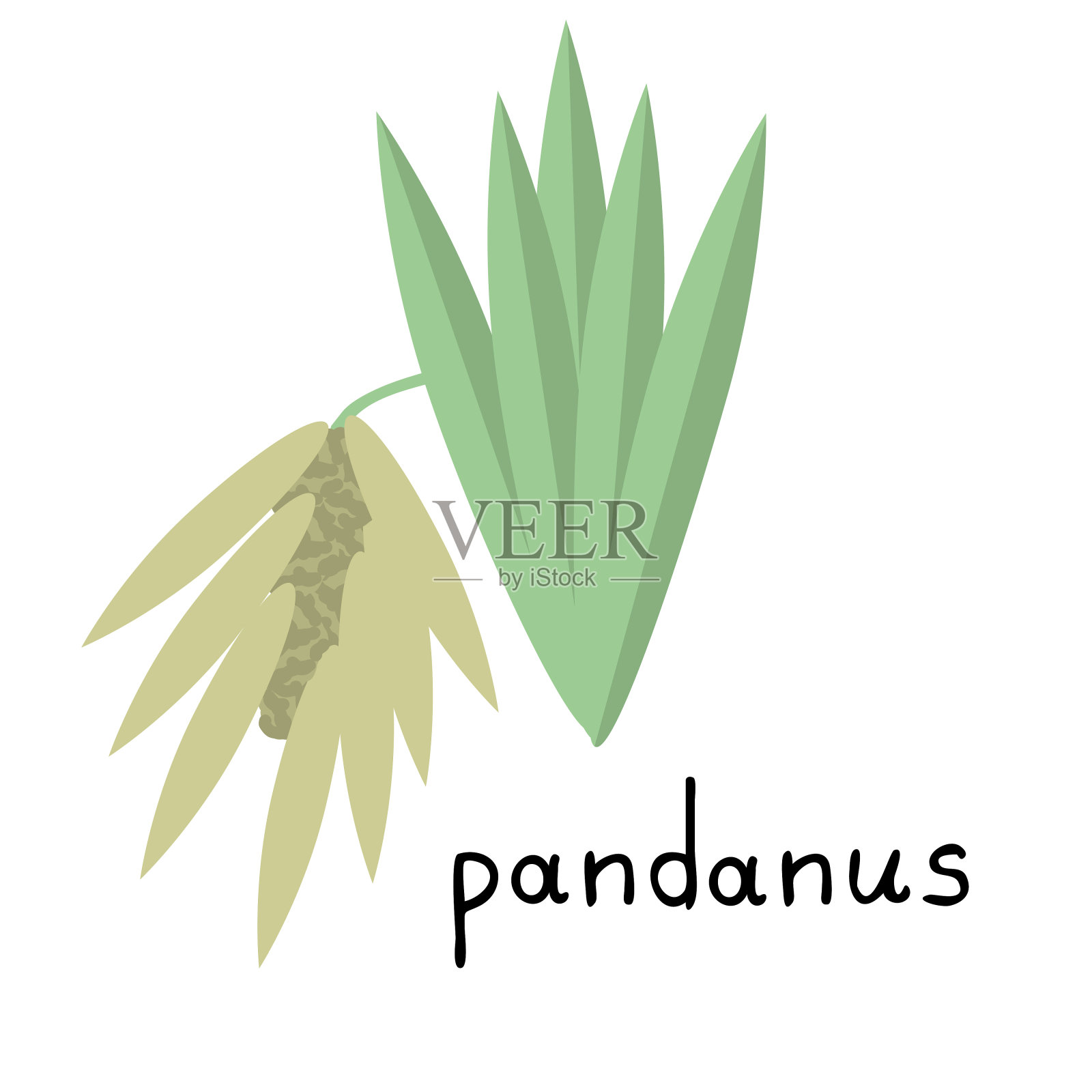 潘达努斯插画图片素材