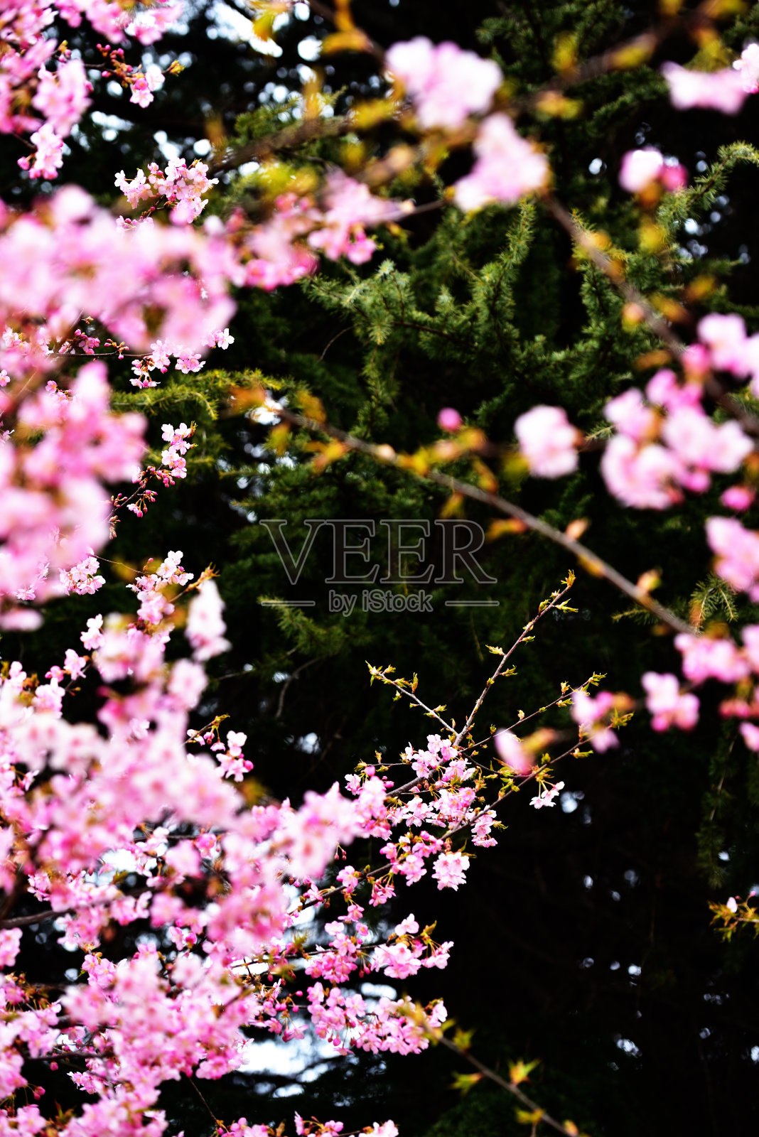 樱花在春天开花照片摄影图片