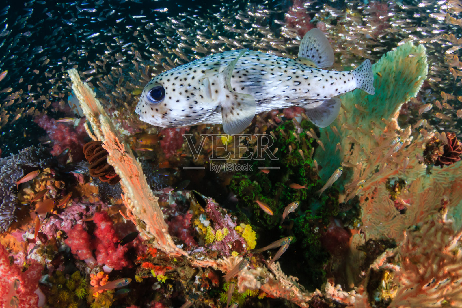 珊瑚礁上的豪猪鱼照片摄影图片