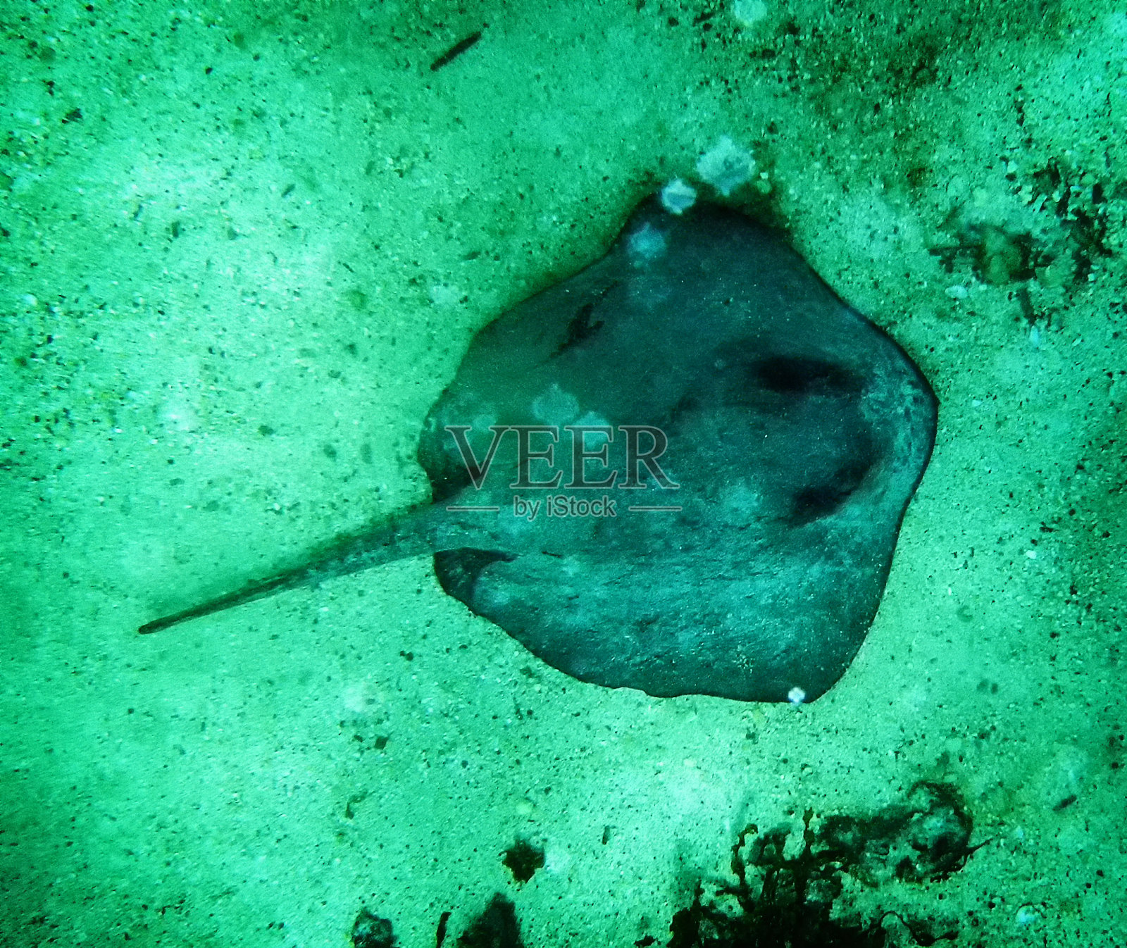 感到黄貂鱼照片摄影图片