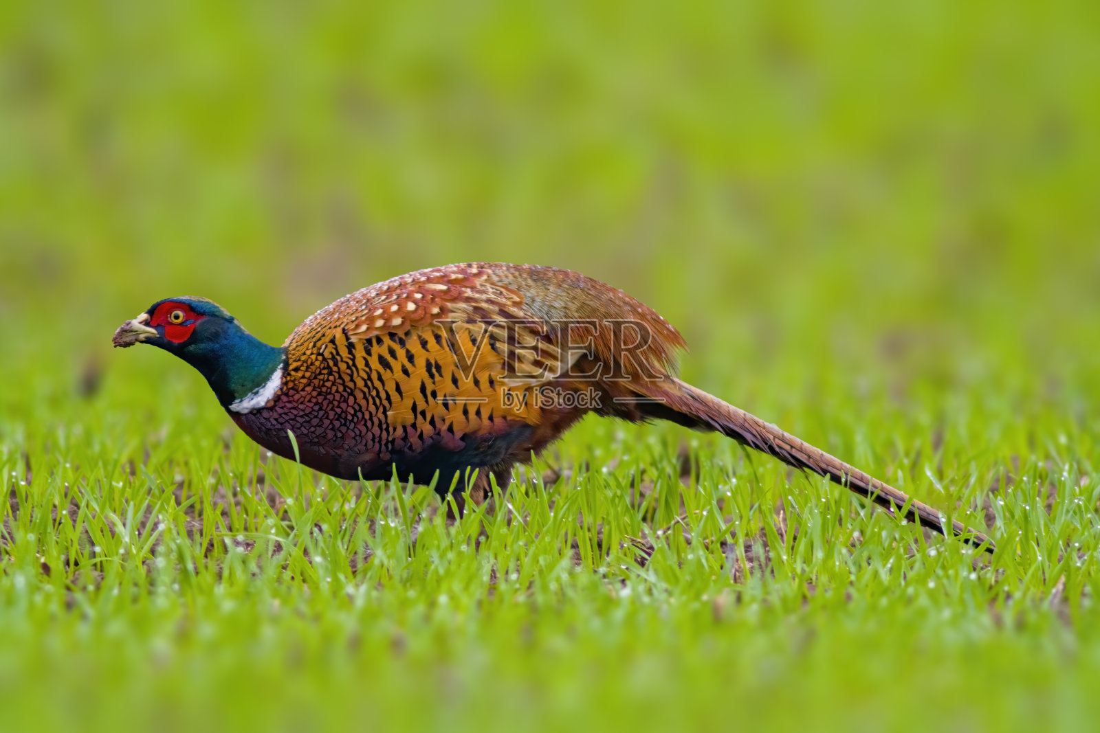 绿色草地上的一只成年野鸡照片摄影图片