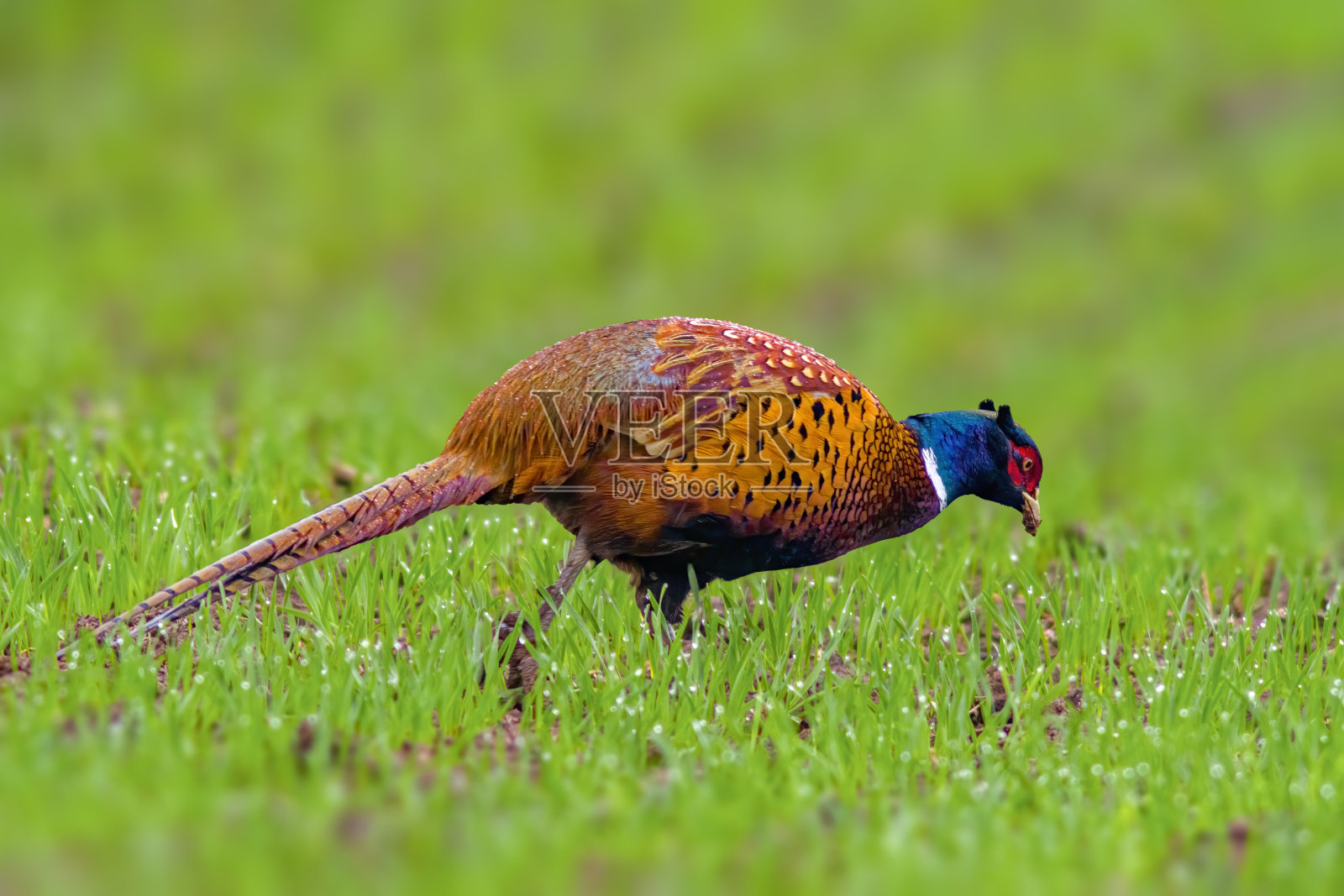 绿色草地上的一只成年野鸡照片摄影图片