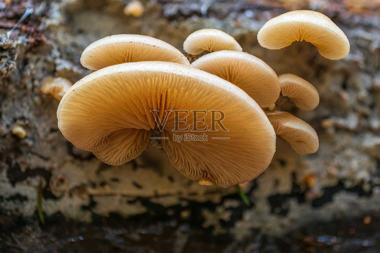 五彩缤纷的秋天森林里的美味真菌照片摄影图片