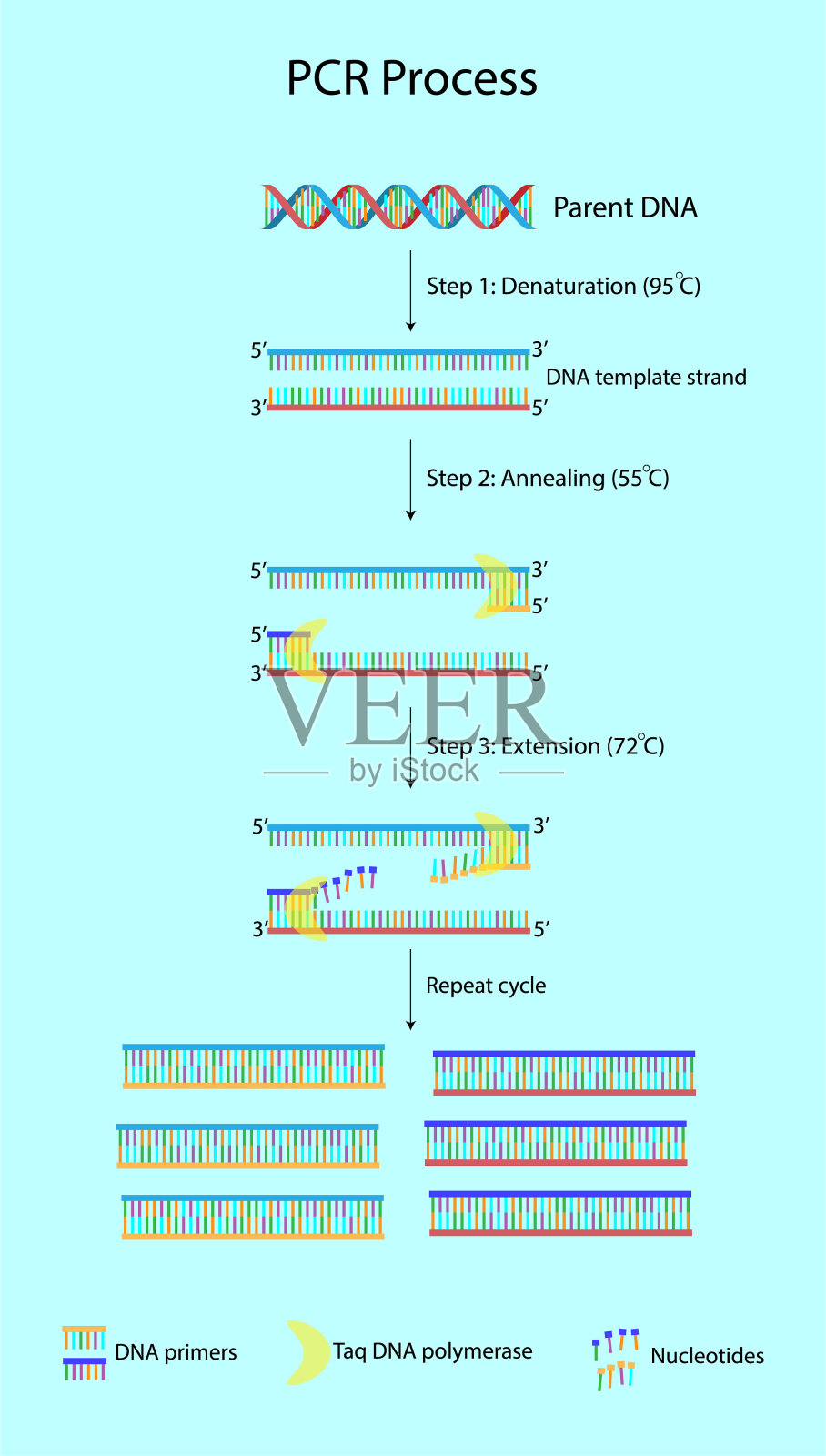聚合酶链式反应过程插画图片素材