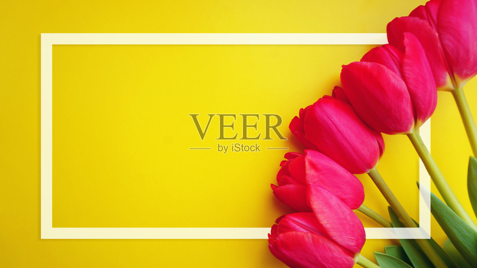 郁金香花框架卡。粉红色的郁金香,白色的框架,黄色的背景照片摄影图片
