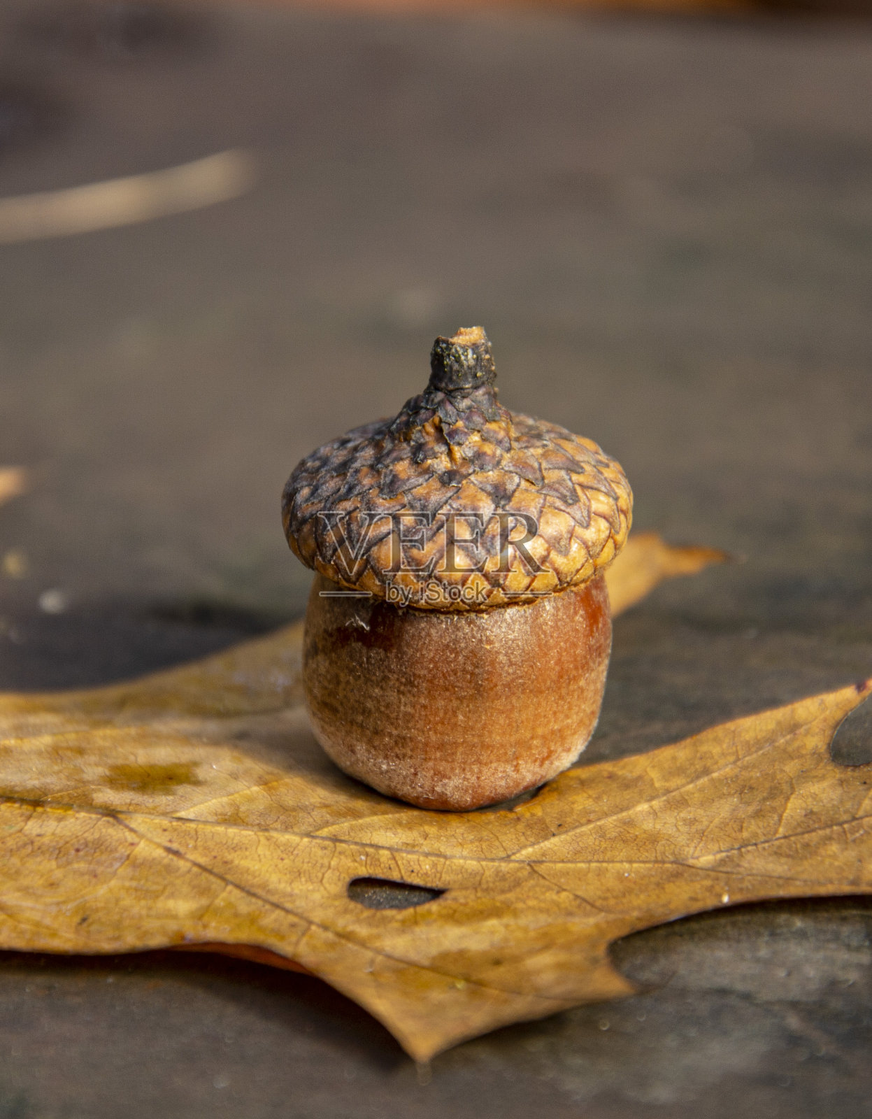 单橡子在帽子近距离。秋天的橡子在木凳上。橡树果实。照片摄影图片