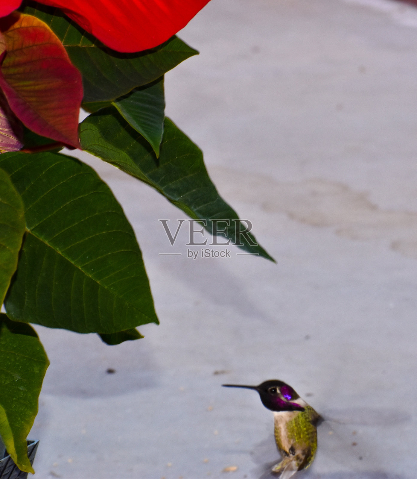 Pretty Anna’s Hummingbird with Christmas Poinsettia照片摄影图片