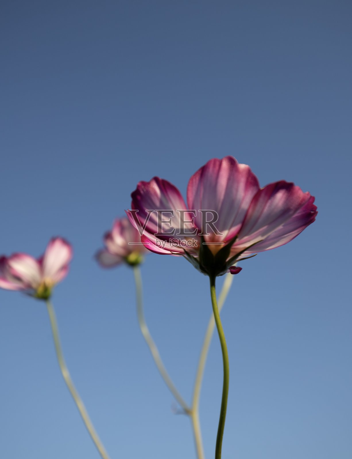 宇宙的花照片摄影图片