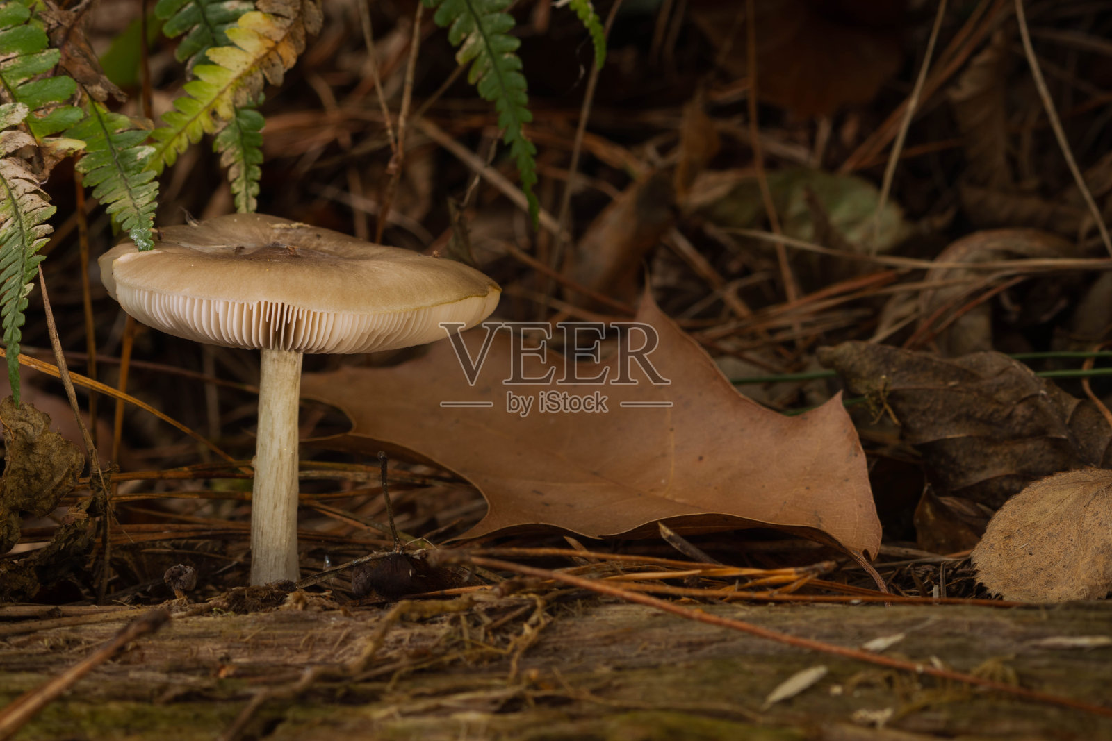 在潮湿的森林里的蘑菇照片摄影图片