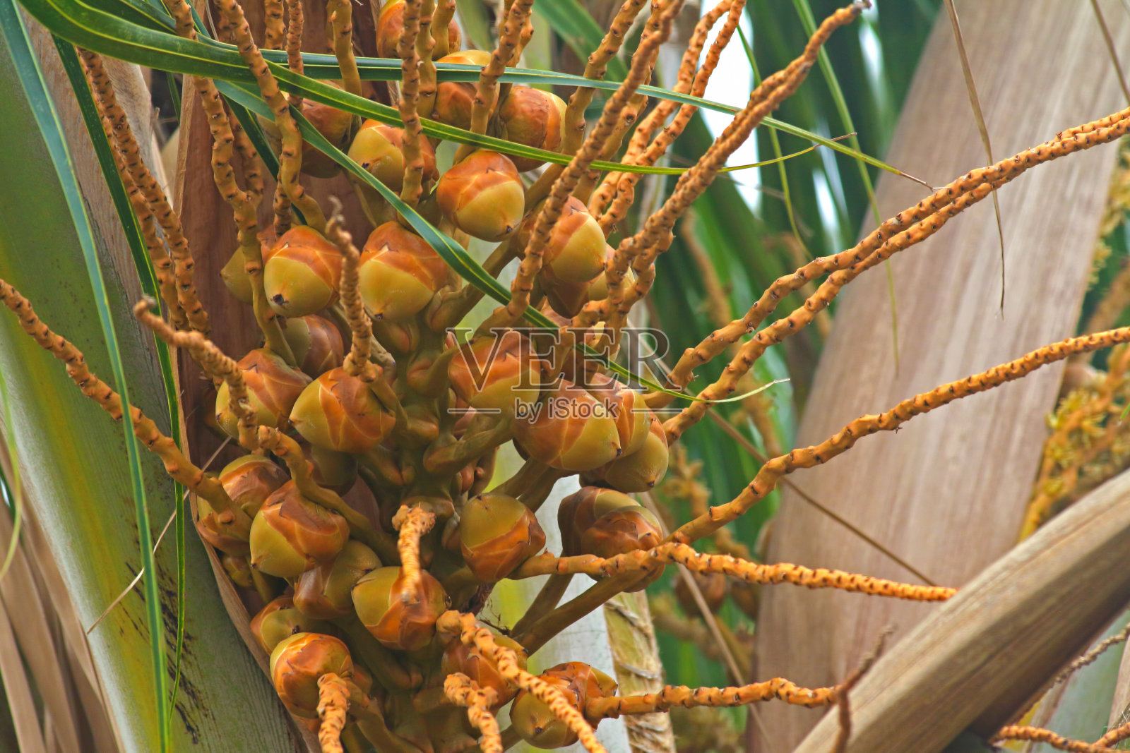 一群嫩椰子照片摄影图片