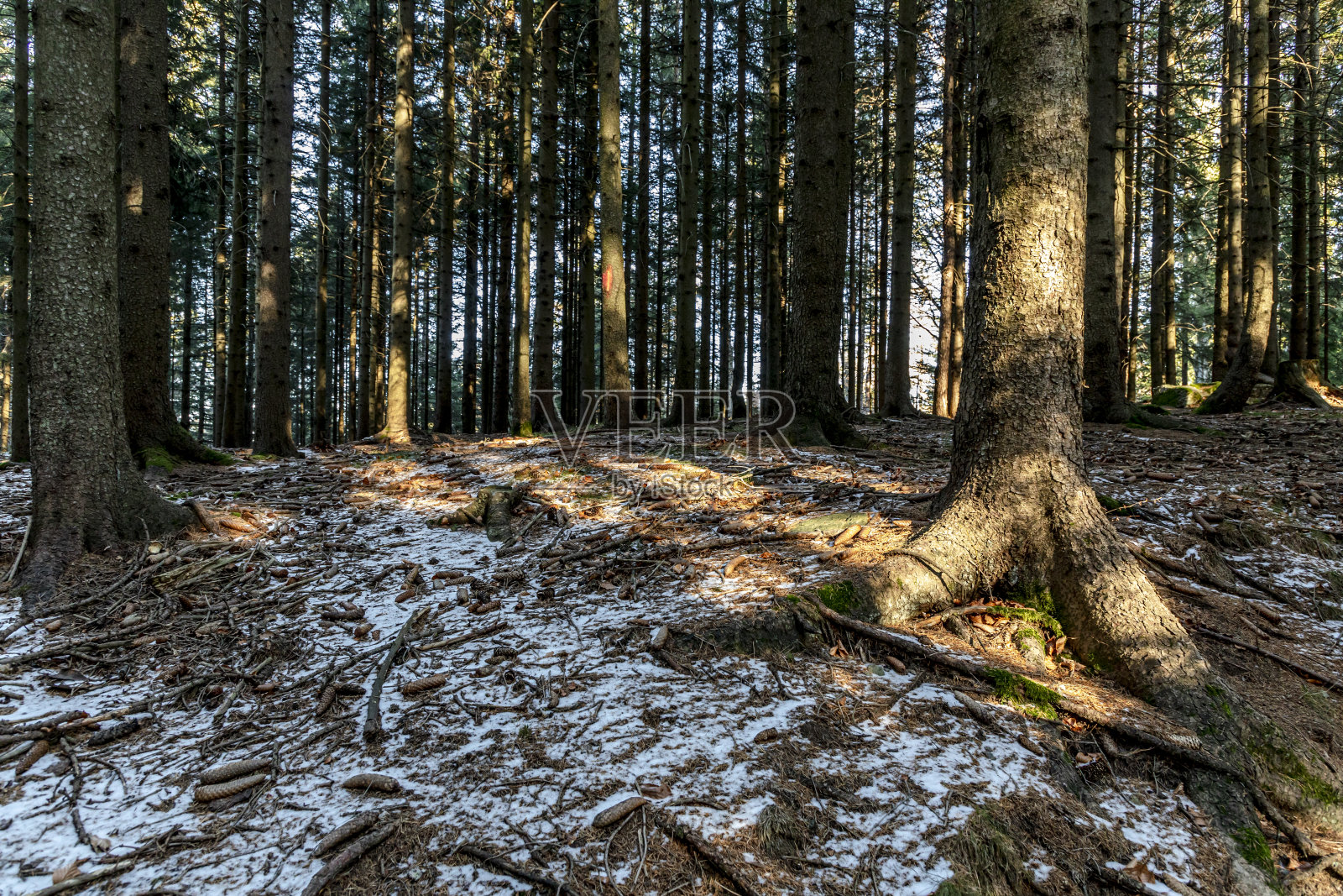 树根照片摄影图片