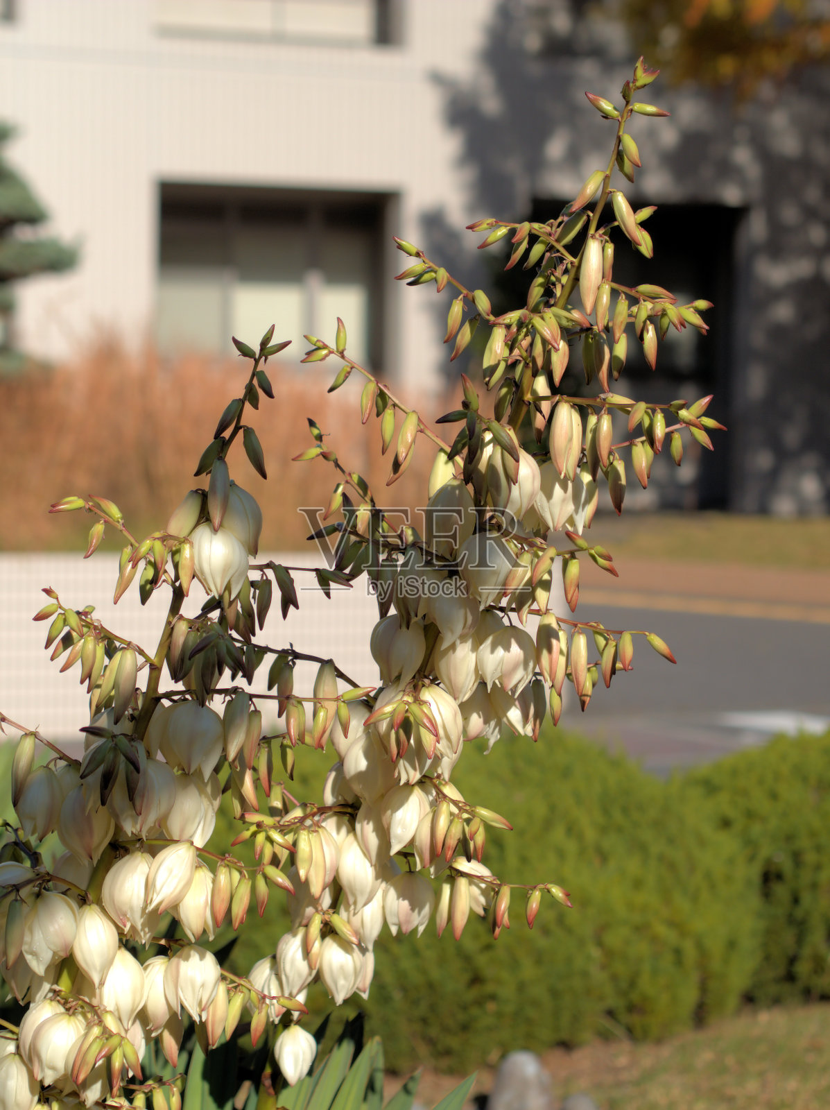 凤尾兰照片摄影图片