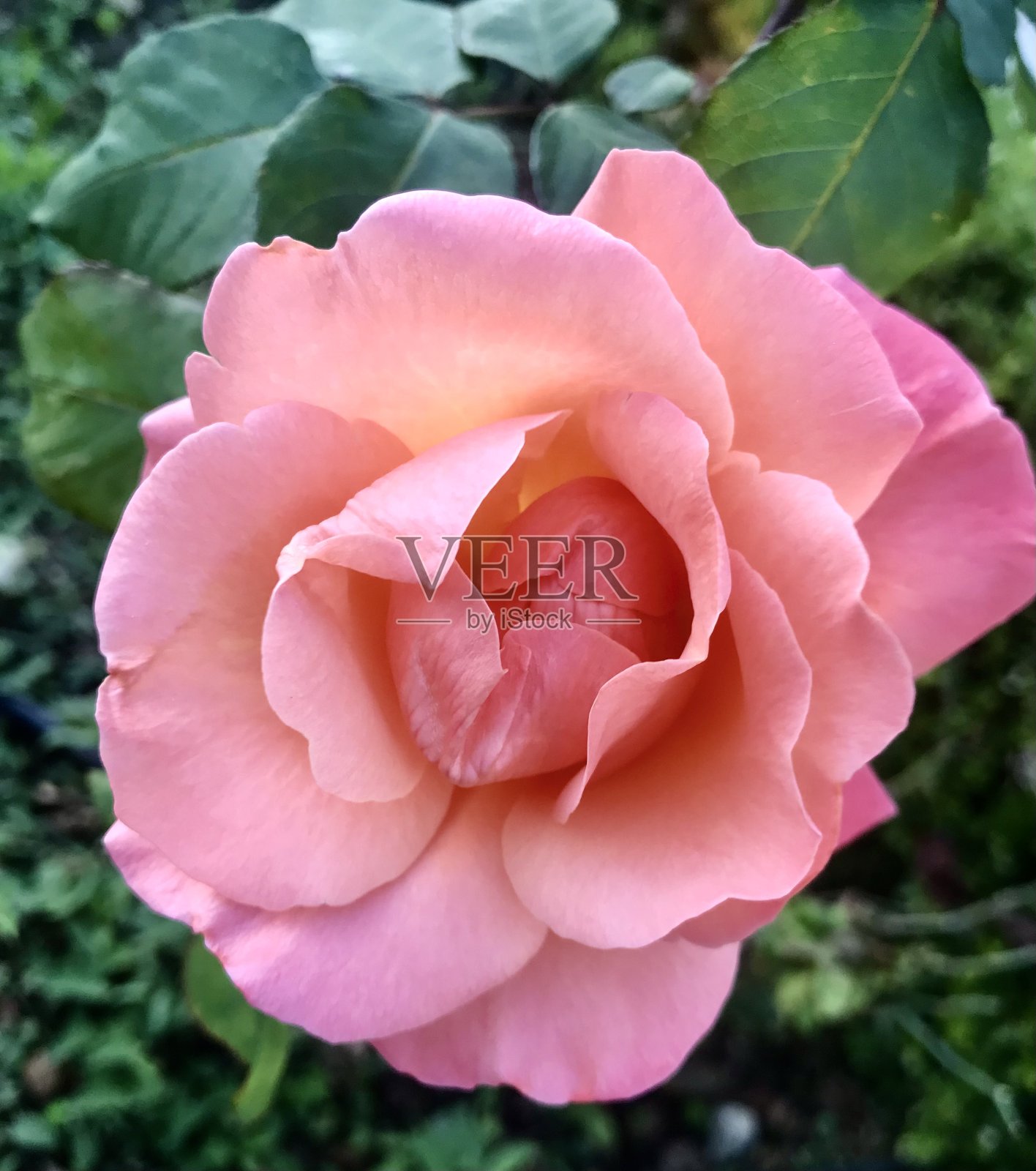 一朵盛开的粉红玫瑰照片摄影图片