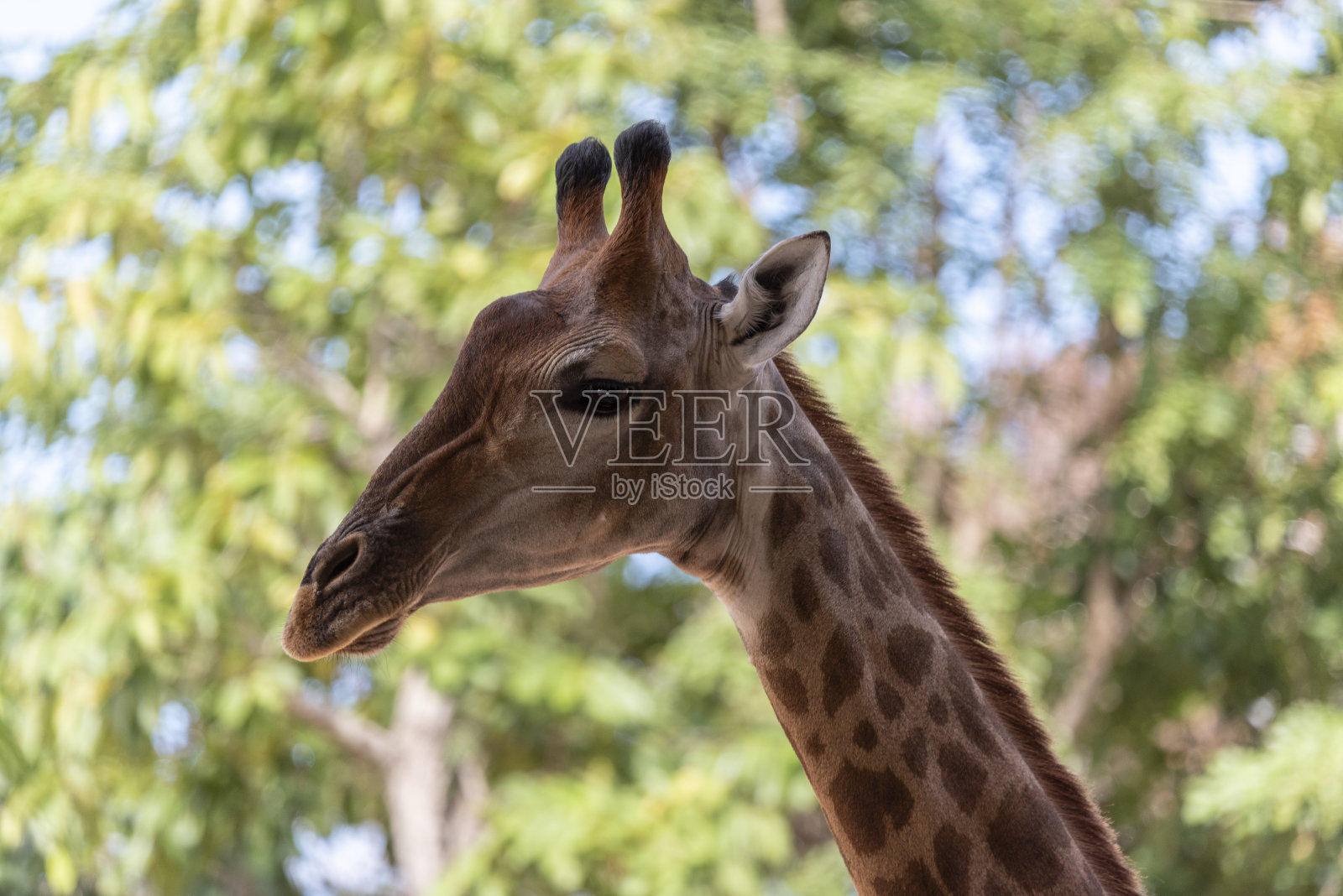 长颈鹿动物的脸与滑稽的情绪与高树散焦的背景。照片摄影图片