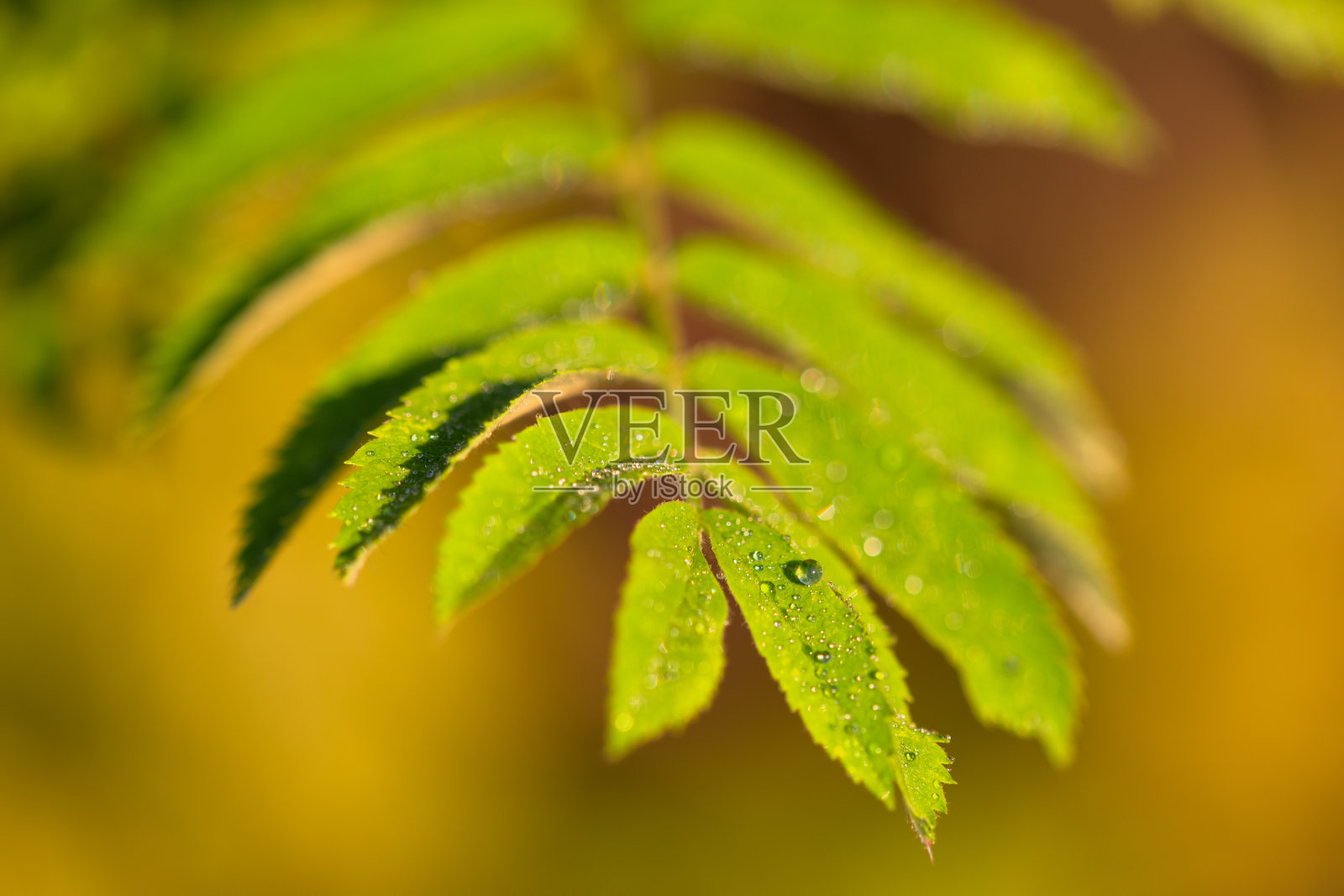 水滴落在月桂叶上,有选择性聚焦照片摄影图片