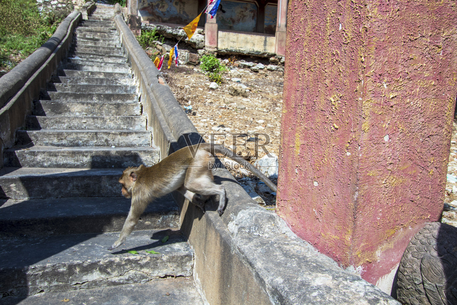 泰国罗布里省寺庙里的猴子照片摄影图片