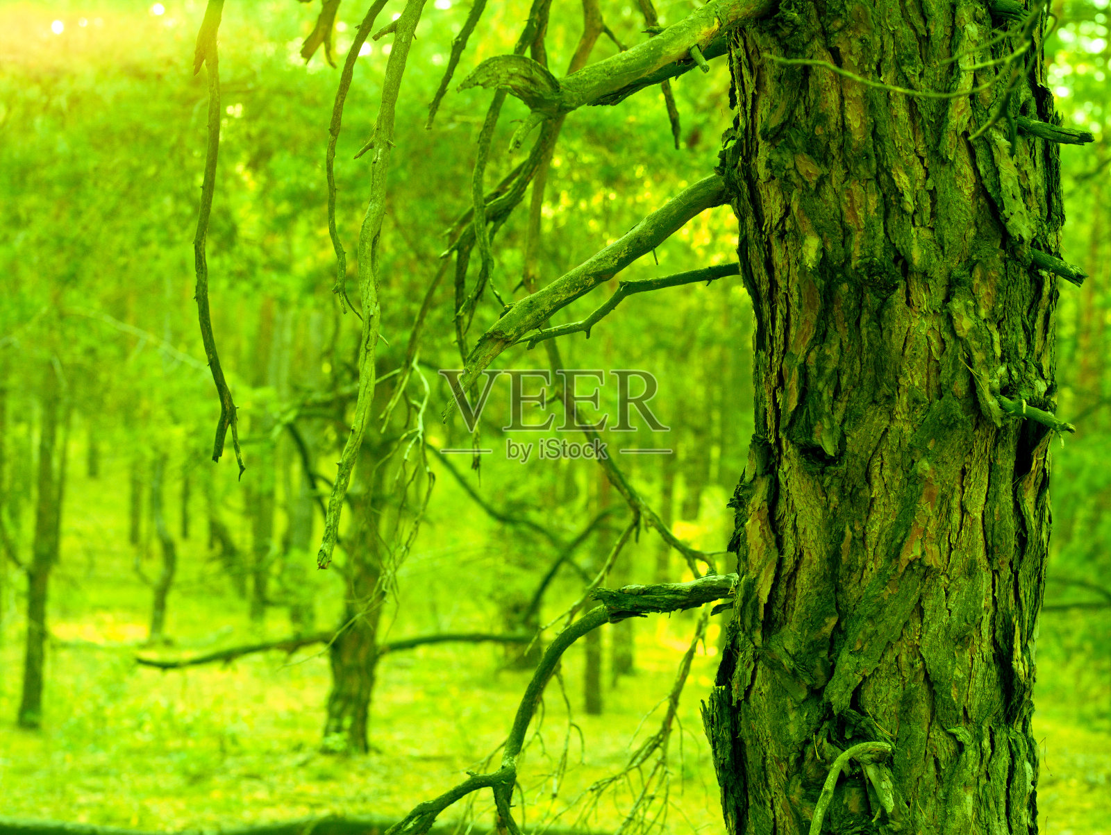 野生森林背景上的一棵老树的树干。照片摄影图片
