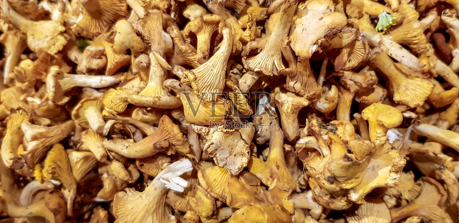 Girolles季照片摄影图片