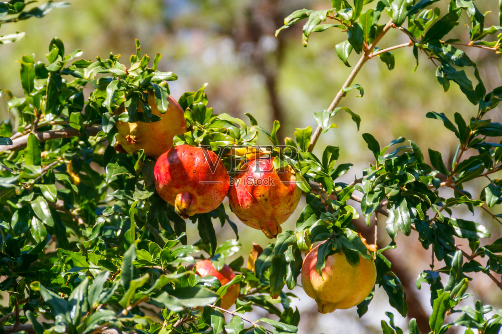 成熟的石榴果实挂在花园里的树枝上照片摄影图片