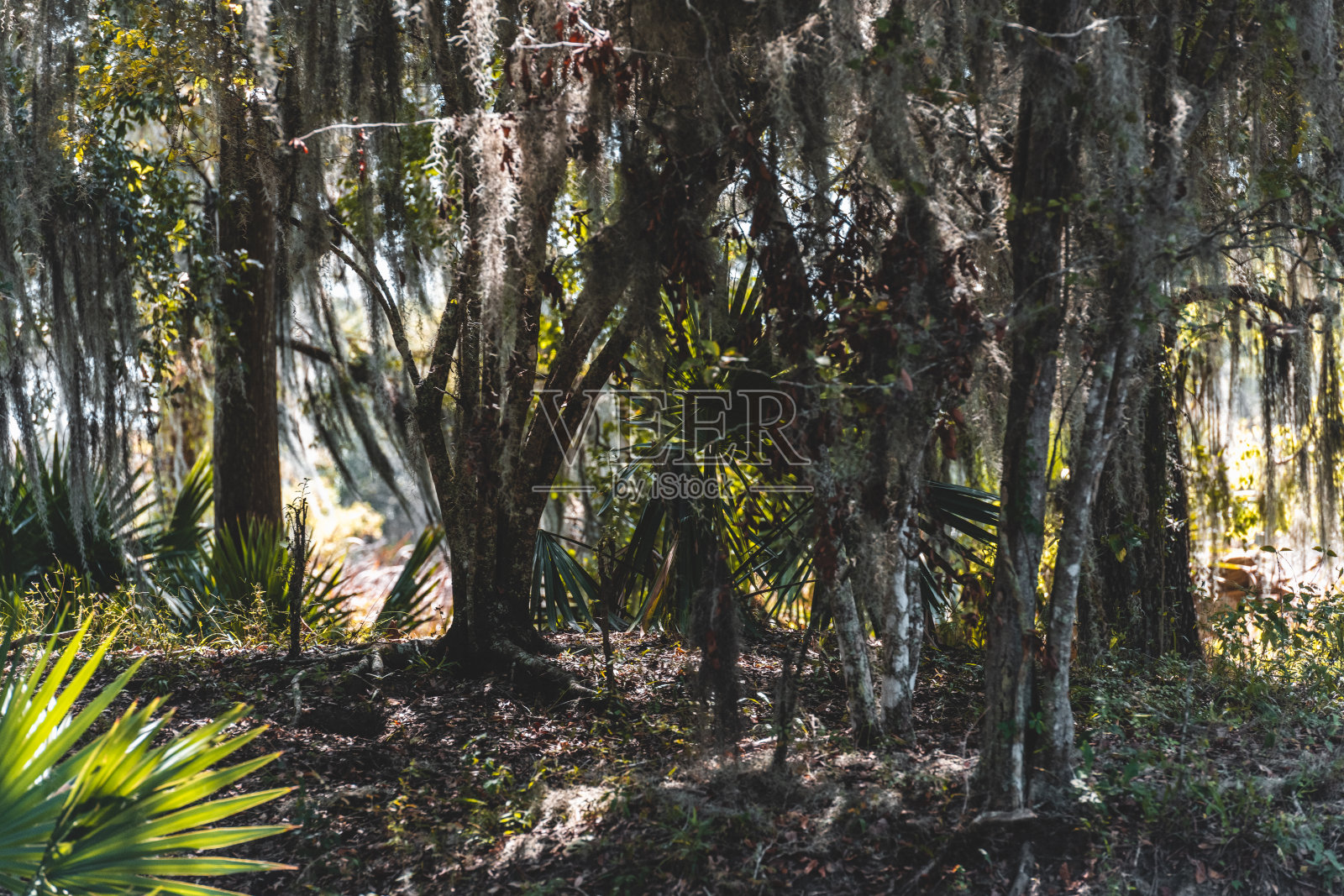 沼泽地里茂密的灌木丛照片摄影图片