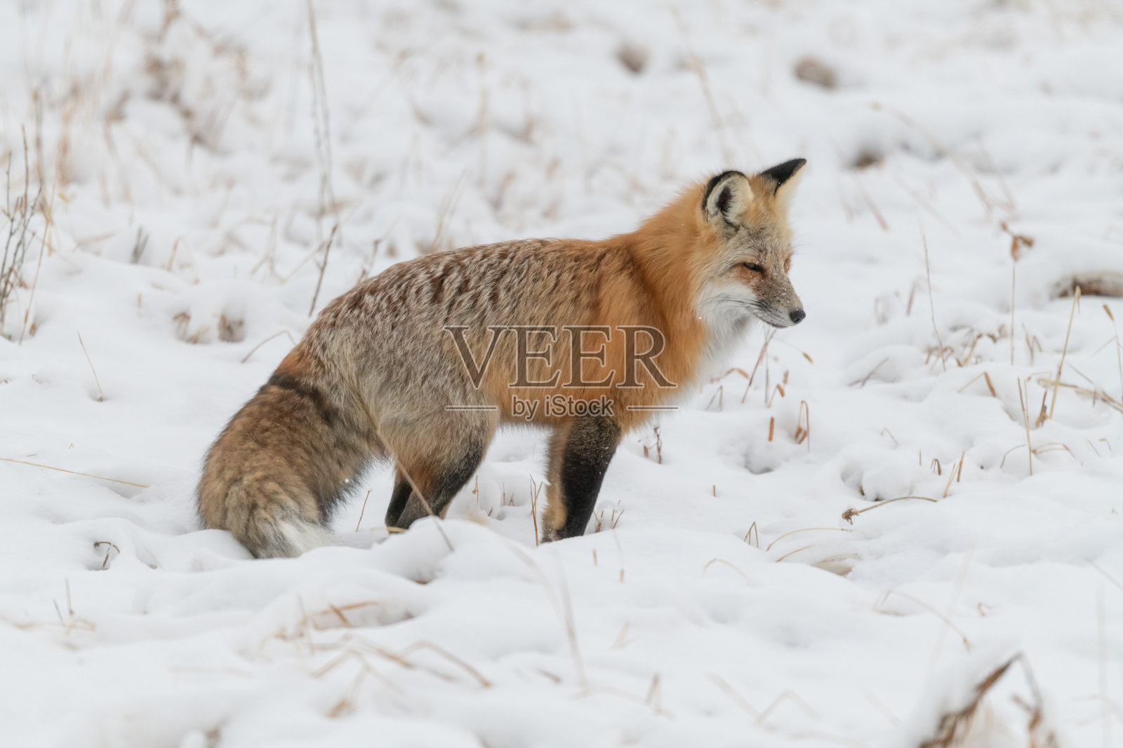 红狐在雪下寻找老鼠和田鼠照片摄影图片