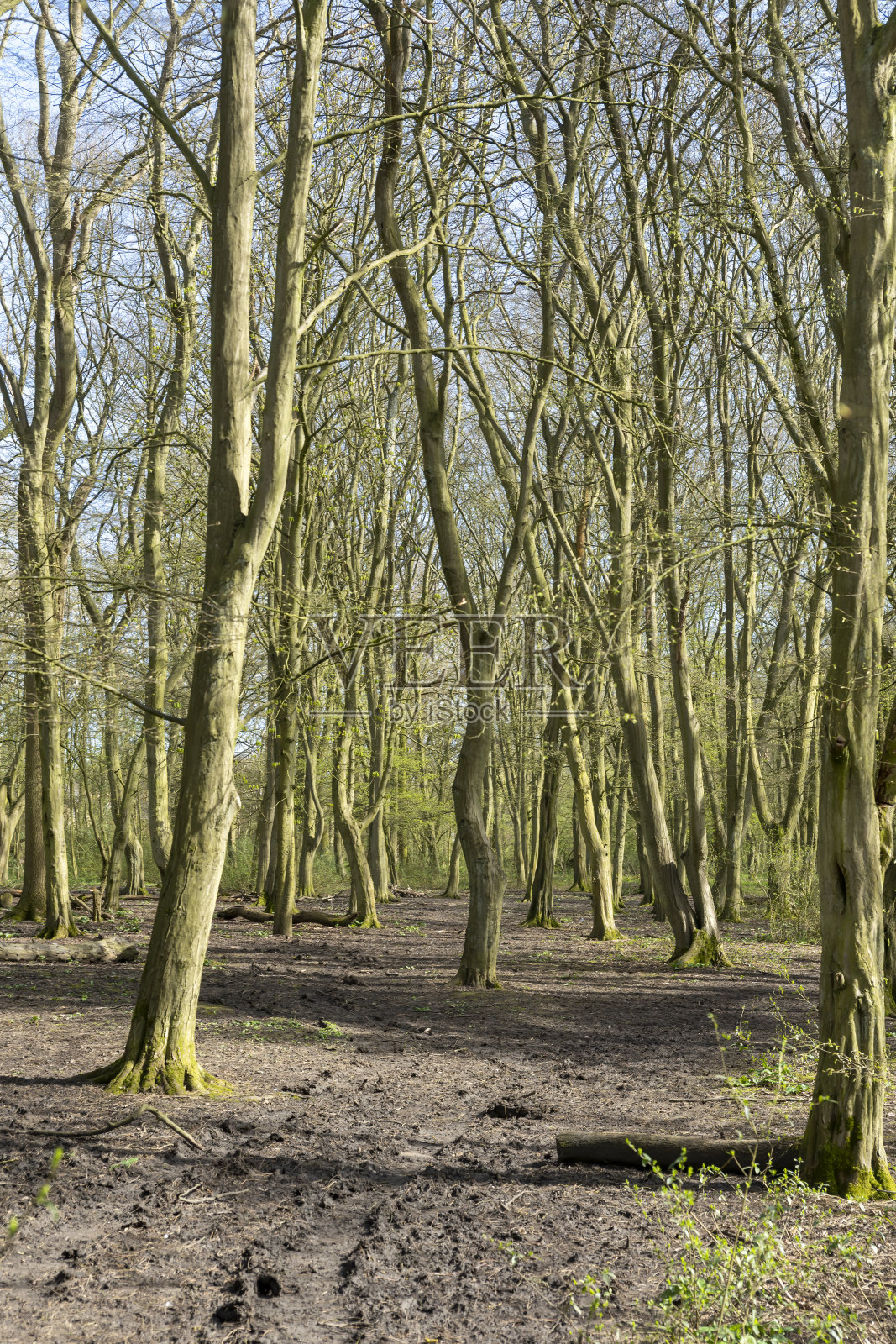 山毛榉林中的山毛榉树。照片摄影图片