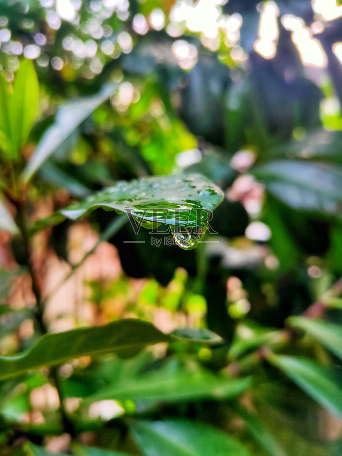 晨露照片摄影图片